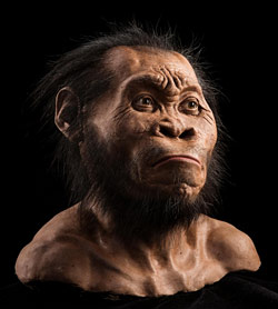Homo-naledi